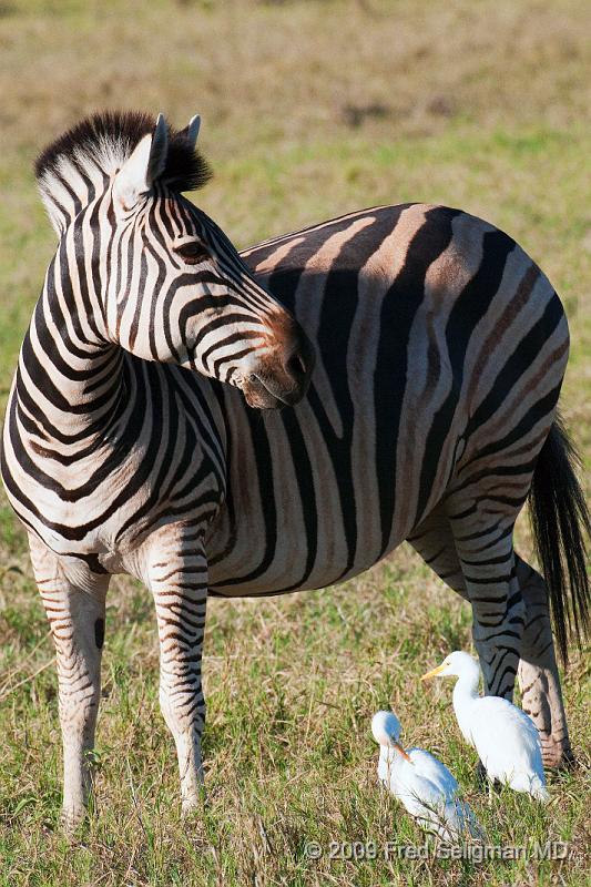 20090616_173104 D300 (2) X1.jpg - Zebras, Selinda Spillway, Botswana